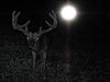 What Would this buck score-trailcambuck2.jpg