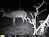 A Few Nce Bucks (Pics)-tall-tined-8.jpg