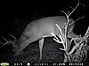 A Few Nce Bucks (Pics)-nice-8-2.jpg