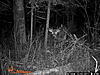 Yes or No?-gary-s-trail-cam-pic-s-798.jpg