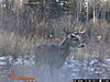 Yes or No?-tony-s-trail-cam-pic-s-1190.jpg