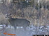 Yes or No?-tony-s-trail-cam-pic-s-1193.jpg