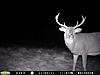 Deer Weight?  How to Estimate?-czonka-2011-6.jpg