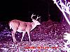 Deer Weight?  How to Estimate?-2009-czonka-2009.jpg