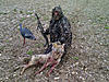 This is why you shoot coyotes-brockton-20110507-00053.jpg