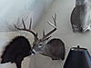 November 2011 Mount Finally at HOME!!!-deer20123.jpg