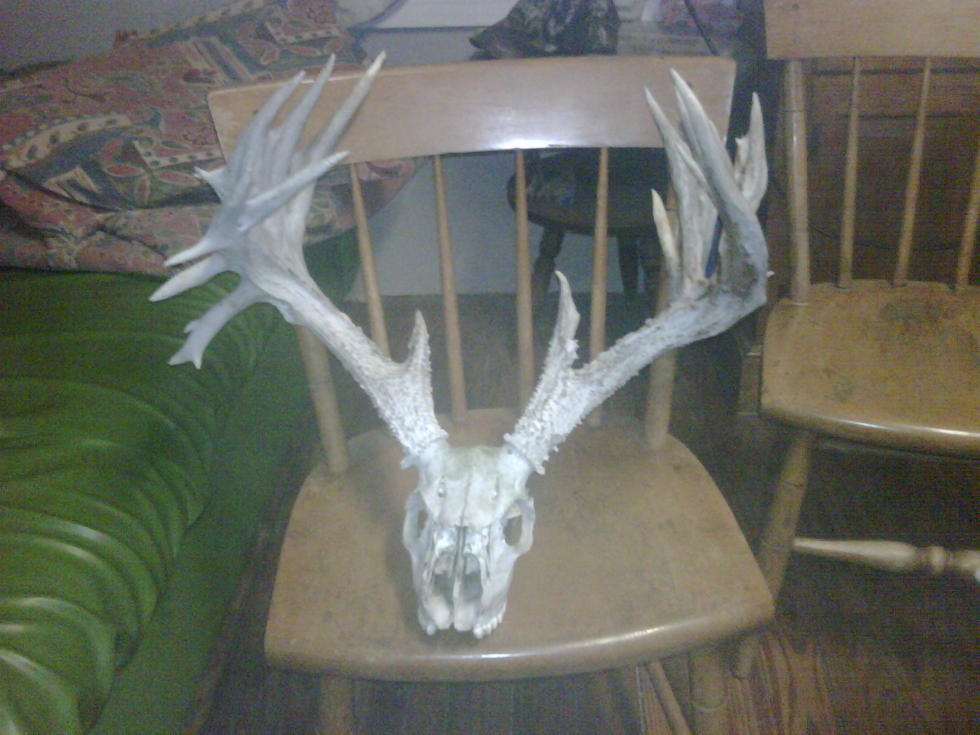 Name:  deer.jpg
Views: 155
Size:  94.5 KB