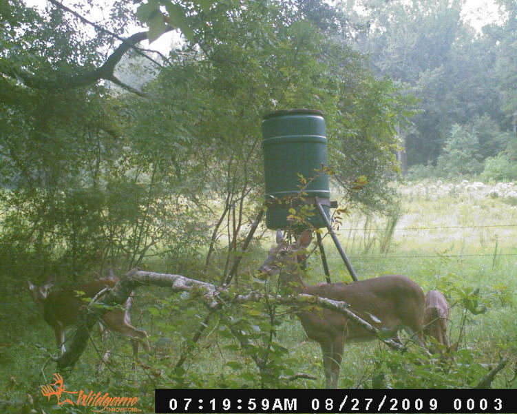 Name:  game cam 007.jpg
Views: 190
Size:  98.1 KB