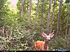 Lump on deer's back-cdy_0042.jpg