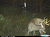 2 nice bucks-cdy_0248.jpg