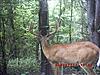 big bucks and feeders-cb926d9c49324d7dbaeb5defbdd228ba.jpg