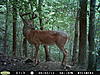 Trail Cam Pictures-494.jpg