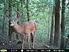 Trail Cam Pictures-520.jpg