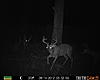 Trail Cam Pictures-prms0699.jpg
