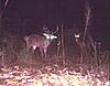 Age this deer if possible-big-buck.jpg