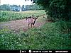 Trail Cam Pictures-mdgc0013.jpg