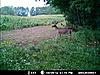 Trail Cam Pictures-mdgc0022.jpg