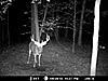 Target Buck-bb1.jpg