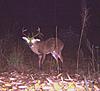Age this deer if possible-big-buck1.jpg