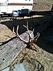 Found while deer hunting-elk-2.jpg