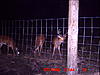 The Back Yard Velvets-deer-7-16-051.jpg