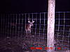 The Back Yard Velvets-deer-7-16-072.jpg