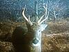 Another Target Buck (Pics)-3-20beam-20non-typical-1-.jpg