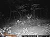 Target buck-big-boy-1.jpg