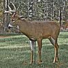 Deer Decoy's-decoy.jpg