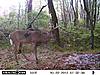 whats wrong with ths buck-another-pic.jpg