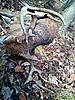 My personal best bow buck 13pt-wp_003864.jpg