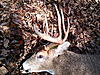 My personal best bow buck 13pt-wp_003855.jpg