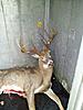 My Dad got this one this morning-2012110795145935.jpg