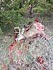 Buck Down in Nebraska-found.jpg