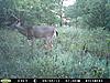 Do you take your bow during rifle season?-pict0114.jpg