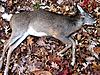 Finally got my first deer.... Mixed emotion-bb.jpg