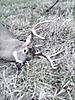 little 20ga, big buck? Updated, new pic.-nov30.jpg