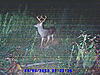 New Trailcam Pics of nice bucks in NC-sunp0169.jpg