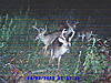 New Trailcam Pics of nice bucks in NC-sunp0094.jpg