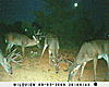 New Trailcam Pics of nice bucks in NC-sunp0817.jpg