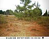 New Trailcam Pics of nice bucks in NC-sunp0751.jpg