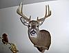 My Buck Scored By BuckScore.com-nj-mz-deer.jpg