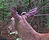 Deer Disease-screen-shot-2013-06-18-2.24.27-pm.jpg
