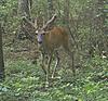 Please give your opinion on this trailcam buck-nicebuck.jpg