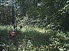 Trail Cam Pics-2.jpg