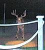 8 vs 10 Pointer.  Genetics?-ganoga-10-point.jpg