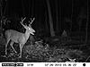 Big Buck in City Limits-trailcam2-071.jpg
