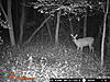 Coyote opinions? see the pics-34.jpg