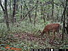 Coyote opinions? see the pics-58.jpg