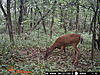 Coyote opinions? see the pics-74.jpg